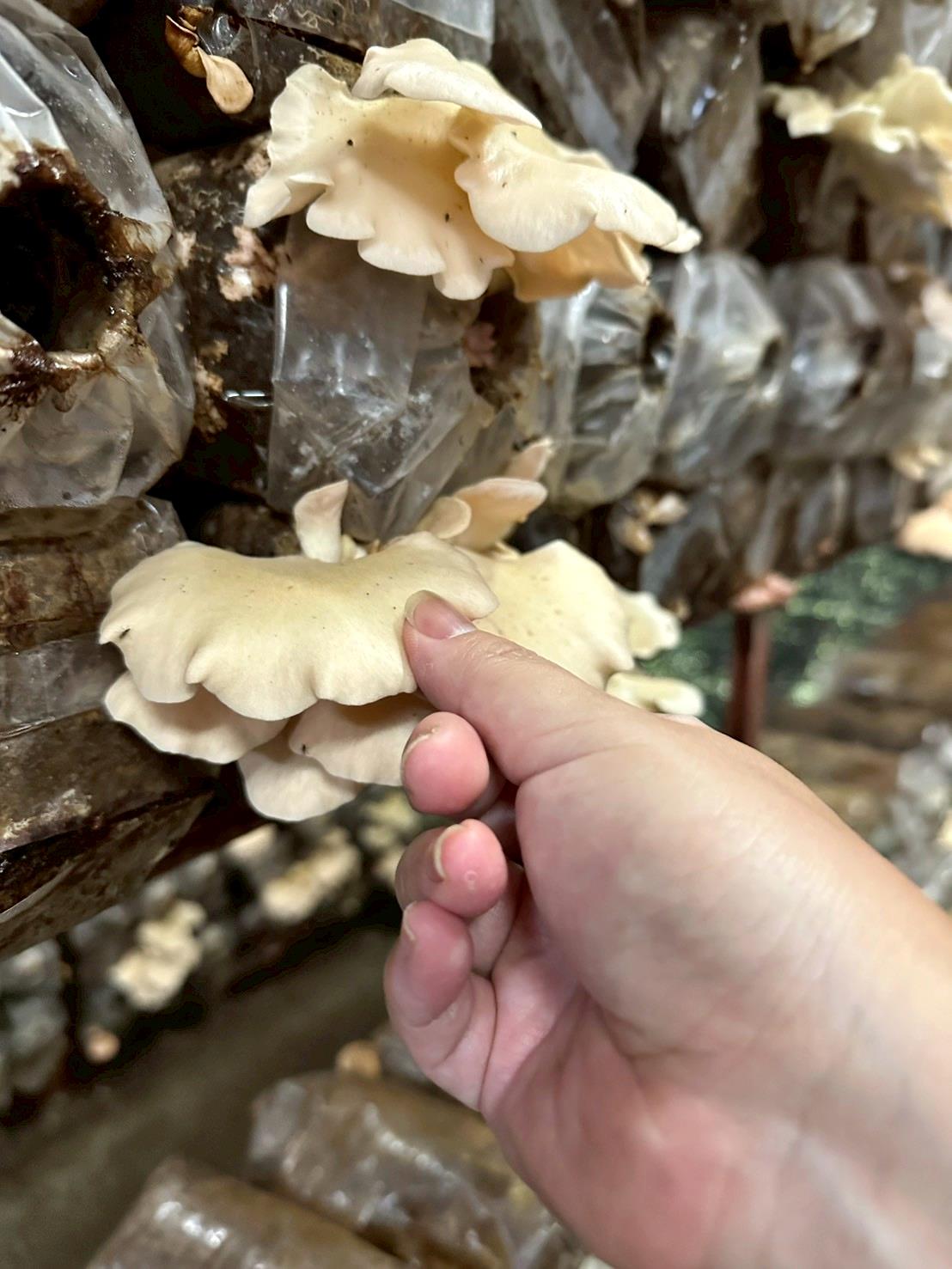 南投埔里親子旅遊|豐年靈芝菇類生態農場|免門票、趣味採菇樂、DIY生態瓶、鮮採菇火鍋|交通、美食全攻略! - 第54張圖