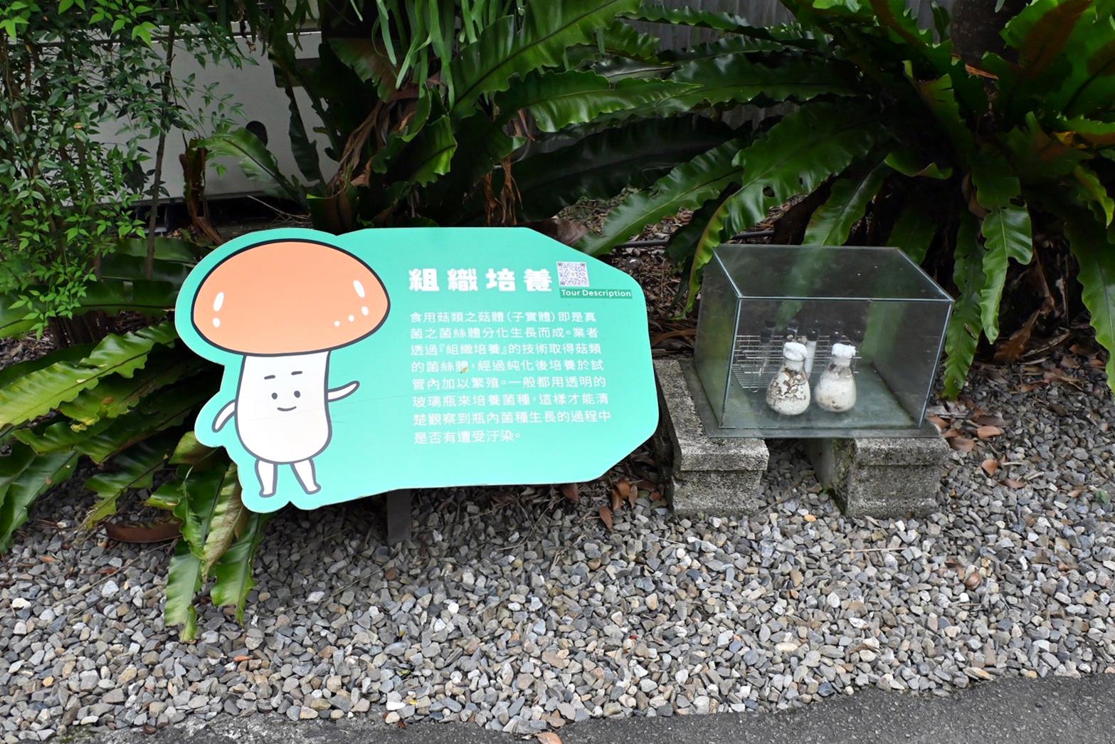 南投埔里親子旅遊|豐年靈芝菇類生態農場|免門票、趣味採菇樂、DIY生態瓶、鮮採菇火鍋|交通、美食全攻略! - 第16張圖