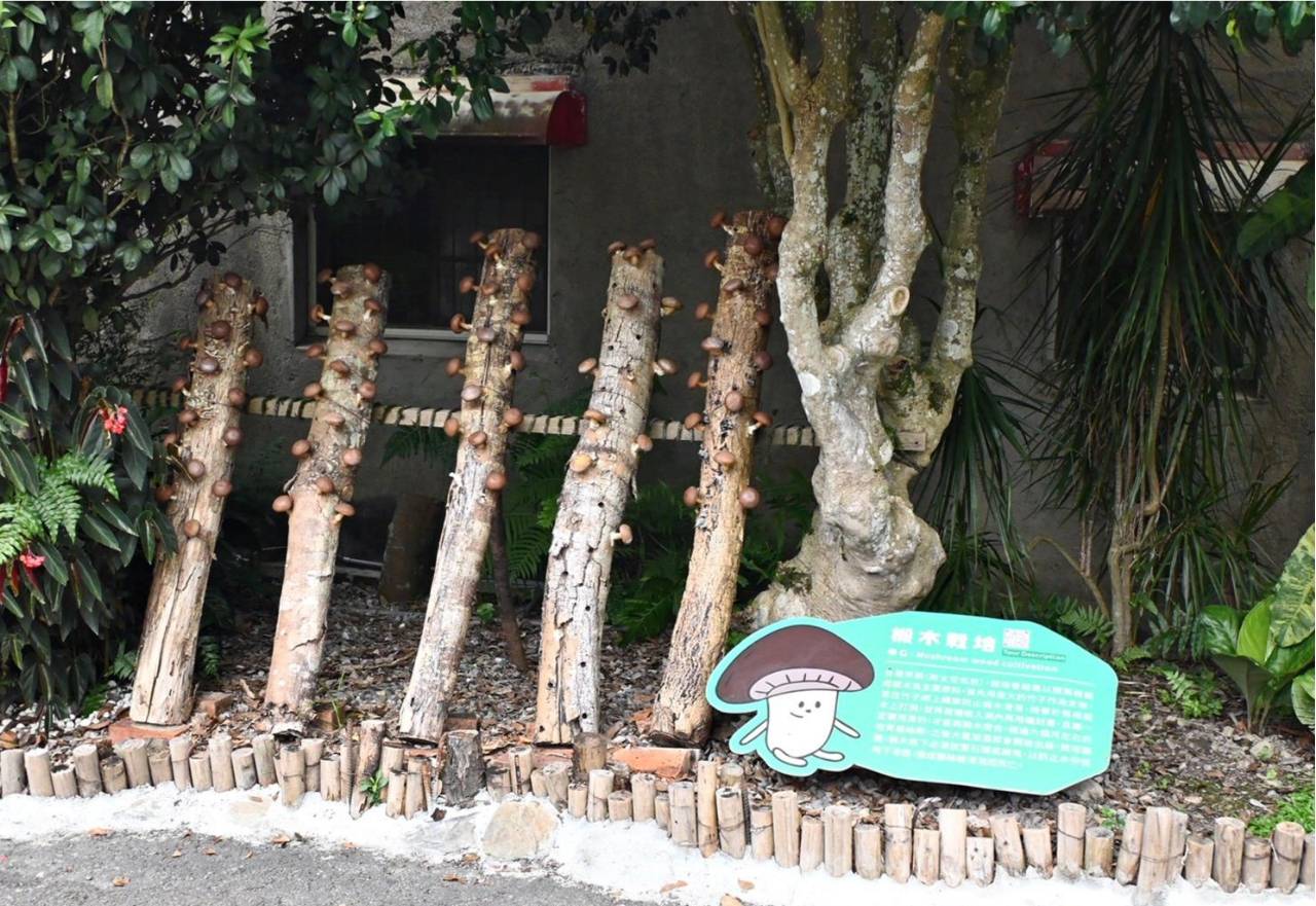 南投埔里親子旅遊|豐年靈芝菇類生態農場|免門票、趣味採菇樂、DIY生態瓶、鮮採菇火鍋|交通、美食全攻略! - 第14張圖