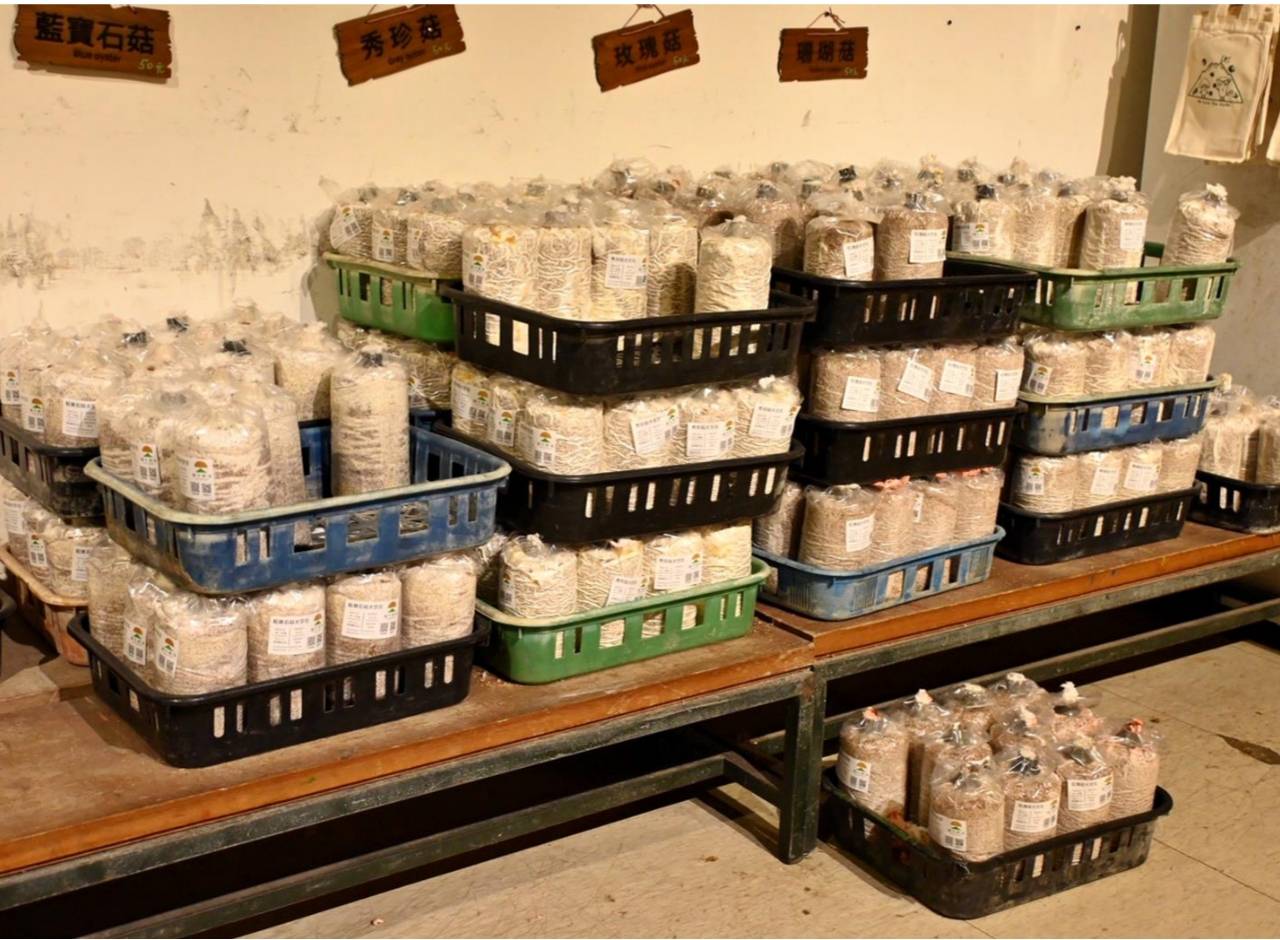 南投埔里親子旅遊|豐年靈芝菇類生態農場|免門票、趣味採菇樂、DIY生態瓶、鮮採菇火鍋|交通、美食全攻略! - 第60張圖