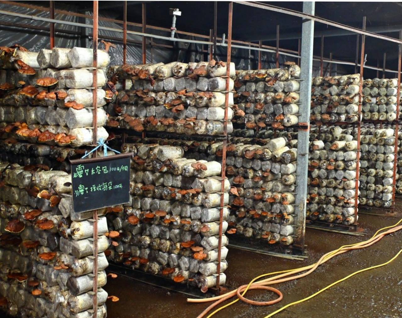 南投埔里親子旅遊|豐年靈芝菇類生態農場|免門票、趣味採菇樂、DIY生態瓶、鮮採菇火鍋|交通、美食全攻略! - 第43張圖