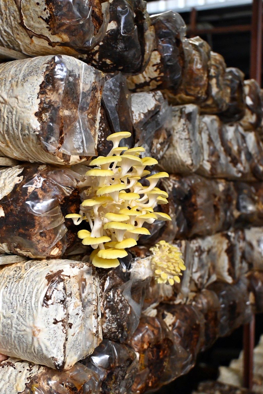 南投埔里親子旅遊|豐年靈芝菇類生態農場|免門票、趣味採菇樂、DIY生態瓶、鮮採菇火鍋|交通、美食全攻略! - 第41張圖