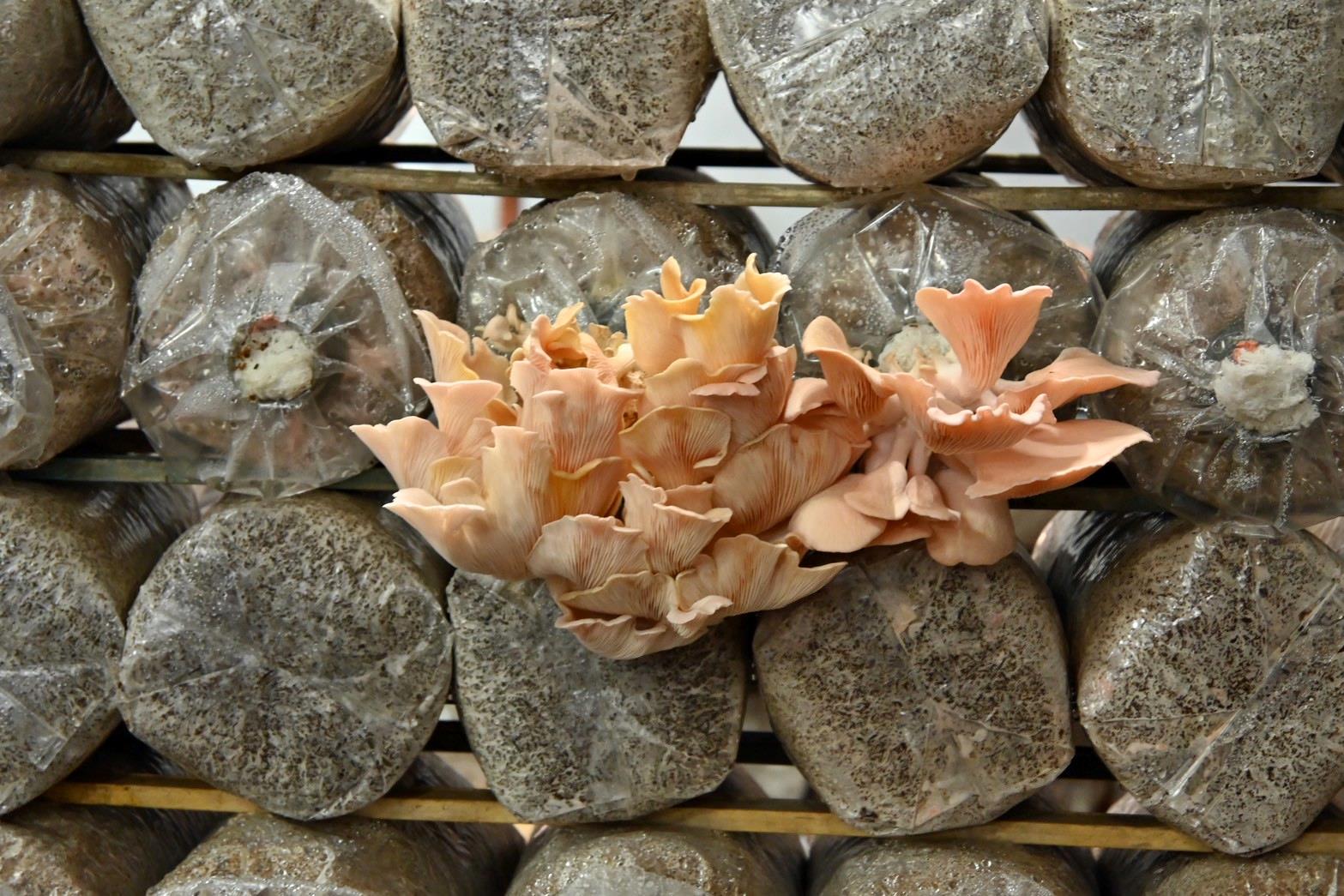 南投埔里親子旅遊|豐年靈芝菇類生態農場|免門票、趣味採菇樂、DIY生態瓶、鮮採菇火鍋|交通、美食全攻略! - 第32張圖