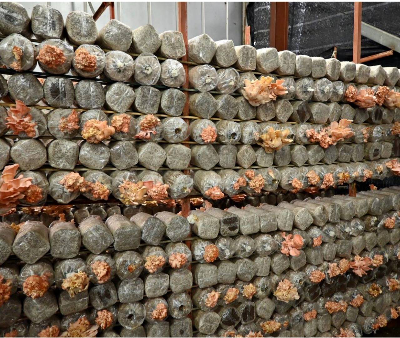 南投埔里親子旅遊|豐年靈芝菇類生態農場|免門票、趣味採菇樂、DIY生態瓶、鮮採菇火鍋|交通、美食全攻略! - 第33張圖