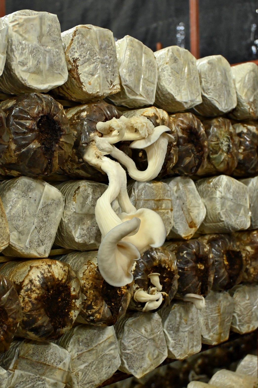 南投埔里親子旅遊|豐年靈芝菇類生態農場|免門票、趣味採菇樂、DIY生態瓶、鮮採菇火鍋|交通、美食全攻略! - 第34張圖